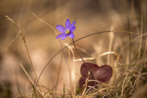 Anemone hepatica (common hepatica, liverwort, kidneywort, pennywort) Flowers, Forest, Finland Anemone hepatica (common hepatica, liverwort, kidneywort, pennywort) Flowers, Forest, Finland